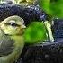 Bird Sounds At The Water Fountain On A Beautiful Evening