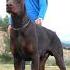 Doberman Erdemayazz Hunterprogeny Puppies Dog Huntervitalscreen Dobermanlove 2023 Hunter