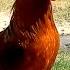 Rooster Crowing Remix Rooster Crowing Sounds Effect 2023