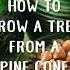 How To Grow A Tree From A Pine Cone Welcome To Nana S