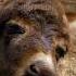 Donkeys Amazing And Little Known Companions SLICE WILD FULL DOC