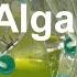 How To Grow Algae With High Yield