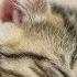 528 Hz Soothing Music For Cats To Relieve Stress And Anxiety With Cat Purring Sounds