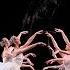 Swan Lake Corps De Ballet The Royal Ballet