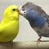 Budgie Breeding And Mating Sounds