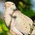 Mourning Dove Coo Sound In A Tree Shorts