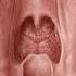 Pharyngeal Mucosa Preview Human Anatomy Kenhub