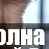 Новая волна арестов по всей России Подробности