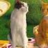 Friskies Cat Food So Many Choices Friskies Commercial