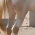 Horse Mating Video Mating Video Horse Cross Breeding Marwari Horse Crossing Video