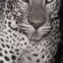 Leopard Kill Captured With Infrared Night Vision Lands Of The Monsoon BBC Earth