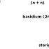 Basidiomycota Part 2 The Mushroom Life Cycle