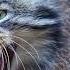 Meet The Grumpiest Wild Cat Manul All About Pallas S Cats