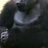 Angry Gorilla Sound Viral Shorts AnimalsRoyalty