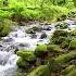 Melody Of The Forest Pleasant Sound Of A Flowing Stream The Whispers Of Small Birds