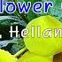 음반 Rainy Days 중 Yellow Flower 노란 꽃 Peder B Helland