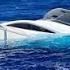 RICH IDIOT SINKS HIS 1 45 MILLION YACHT HAULOVER INLET BOATS BOAT ZONE