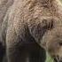 Brown Bears Mating Close Approach Katmai National Park June 13 2024