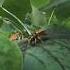 Do You Have Swarms Of Wasps Or Yellow Jackets In Your Tree If So Here S Why