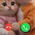 Mi Telephone Ringtone Calling Calls Ringtone Cats