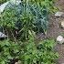 Small Garden 5 Early July New Plantings For Summer And Autumn Harvests