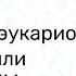 Строение бактерий МИКРОБИОЛОГИЯ бактерии состав бактерий строение прокариот