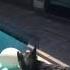 Man Throw Dog In The Pool For TikTok Most Watch Until The End Someone Stop Him