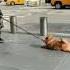 Karen Smiles While Dragging Dog On A Leash In New York City Street Tiktok