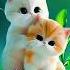 Hasbi Rabbi Jallallah Nat Cats Nat Cute Little Cat Cute Hasbirabbinaat Cat