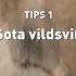 1 Sota Vildsvin