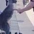 Kangaroo Shake Hands With Humans After Being Saved Australia