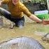 Harvesting Fish In The Pond Unexpectedly Caught Many Big Fish Brought Them To The Market To Sell