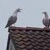 Seagulls Screaming In Kiel