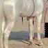 Most Beautiful White Horse Shorts Viral Trending Viralvideo