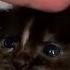 Couple On Date Sees Teeny Kitten In Distress See How They Save Her Life The Dodo