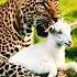 Hunter Leopard Attack On Baby Goat Love Leopard Animals Leopardlover Babyanimal Music