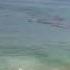 Video Shows Shark Attack Feet Away From Cape Cod Surfers