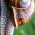 Do You Know That Snail Can Sleep For 3 Years