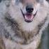 California S Sequoia National Forest Has New Residents Gray Wolves VOANews