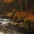 Autumn Forest River Sounds Relaxing Nature Video White Water HD 1080p