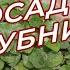 Посадка клубники Все секреты посадки клубники земляники в одном видео