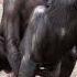 Interesting Bonobo Facts Shorts Bonobo Shortsfeed