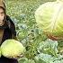 Cabbage Harvest Making A Delicious Azerbaijani Dolma Recipe