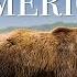 Animals Of America 4K Scenic Wildlife Film With Calming Music