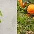 Best Way To Grow Orange Tree From Orange Grow Orange