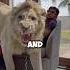 Do You Want To Have A Bodyguard Like That Pet Animals Handsome Lion Shorts Shortvideo