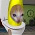 HELP Bananacat Survive Gmod