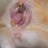 Hamster Yawning Compilation Shorts Pets Hamster Fyp