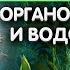 Все о видеоизменениях органов растений и водорослях ЕГЭ и ОГЭ по биологии