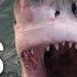 Deadly Shark Attacks Of Australia Shark Alarm Australia S Deadliest Year Documentary Central